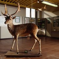 Museo del Parco del Delta. Cervo - Samaritani
