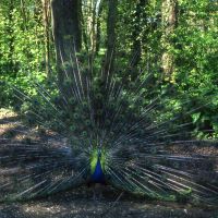 Un pavone nel parco di Villa Massari-Ricasoli - Meneghetti