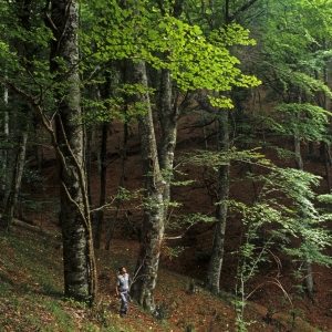 Foresta Umbra - Vittorio Giannella