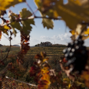Abbazia di Rosazzo - Vigneti - Fabrice Gallina