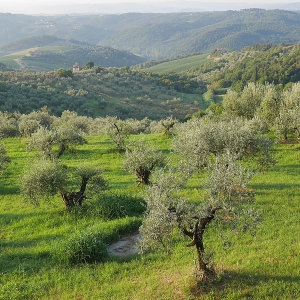 Uliveto - Enrico Caracciolo