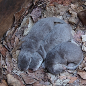 Cuccioli di lontra - Abruzzo Turismo