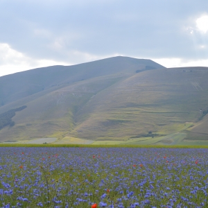 Piani di Castelluccio - © Umbria Tourism - www.umbriatourism.it