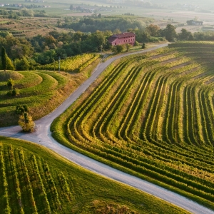 Rocca Bernarda - Vigneti - Mario Verin