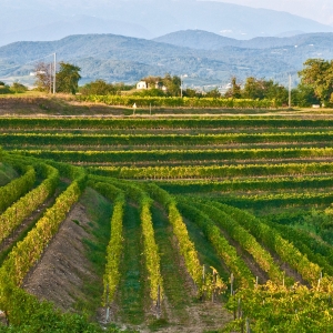 Rocca Bernarda - Vigneti - Mario Verin