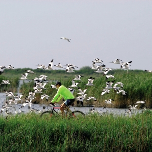 Valli di comacchio in bicicletta - Archivio Fotografico Prov. Ferrara
