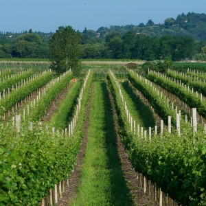 Vino Lugana DOC vigne - inLombardia