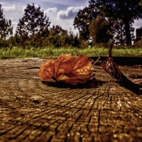 Scorcio d'autunno - Giovanna molinari