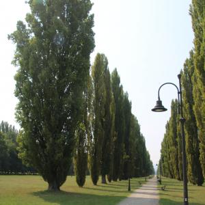 Parco Ducale (Sassuolo) 24 - Mongolo1984