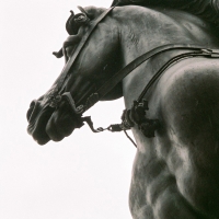 Cavallo areale - Ugo Locatelli