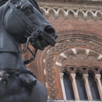 Muso di cavallo - Filmarche - Piacenza (PC)