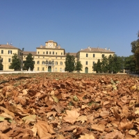 Palazzo Ducale di Parma con le foglie - Simo129
