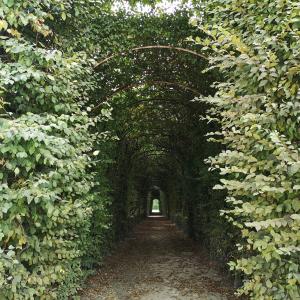 Palazzo Ducale a Colorno, giardini, tunnel di carpino, 21-9-2019 - Fabrizio Marcheselli