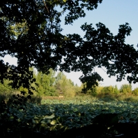 Parco del Loto, alberi e fiori di loto - Sofiadiviola