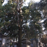 Cimitero albero - Roberto Marconi 62 - Massa Lombarda (RA)