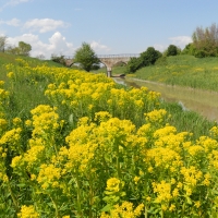 Primavera sul ponte della Gatta con bonifica acque basse reggiane - Claudio Magnani