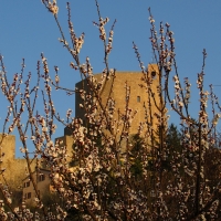 Il castello ed i fiori - LaraLally19 - Montefiore Conca (RN)