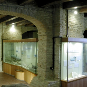 Mondaino | Museo Paleontologico by autore sconosciuto