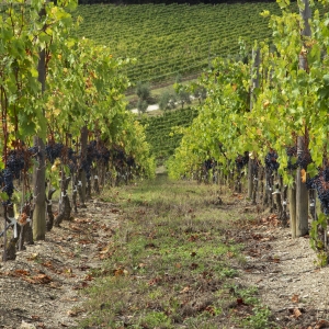 Vineyard in Radda in Chianti - Simone Antonazzo / ENIT SpA
