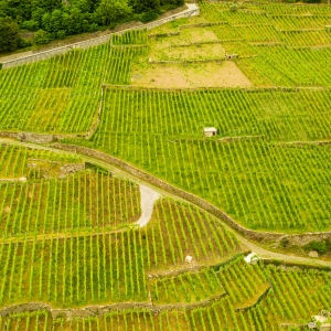 La Via dei Terrazzamenti nei pressi di Montagna in Valtellina - ENIT SpA