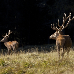 Cervi nel Parco di Paneveggio - Trentino Sviluppo S.p.A. - Marco Simonini