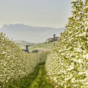 Castel Valér and apple orchards - Trentino Sviluppo S.p.A. - Carlo Baroni