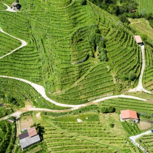 Colline del Prosecco di Conegliano e Valdobbiadene - ENIT SpA