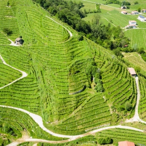Colline del Prosecco di Conegliano e Valdobbiadene - ENIT SpA