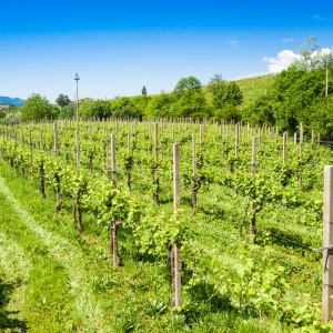 Colline del Prosecco di Conegliano e Valdobbiadene - ENIT SpA